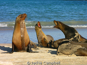 Galapagos Conversation :)
The Galapagos sea lions are ve... by Jackie Campbell 